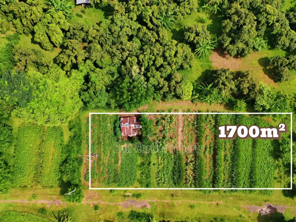 Tanah Perbukitan dengan Pemandangan Hijau & Tenang Dijual di Lovina