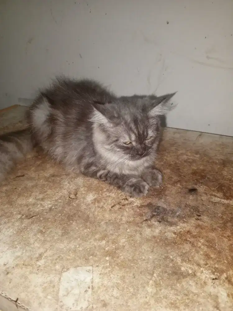 Adop Persian betina ada dua ekor.