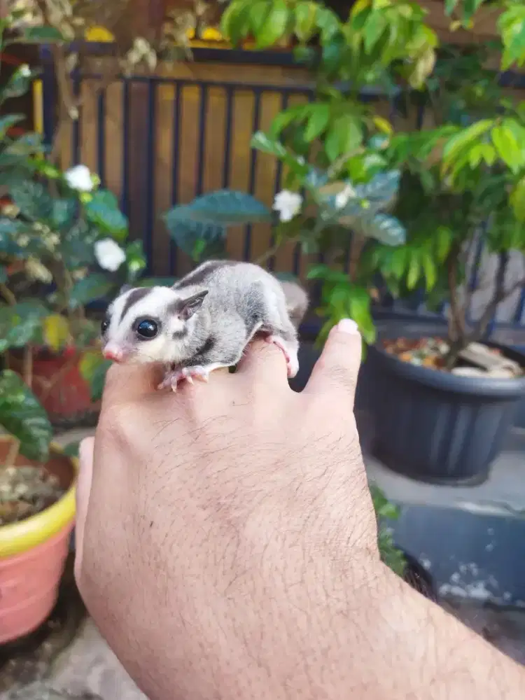 sugar glider classic grey