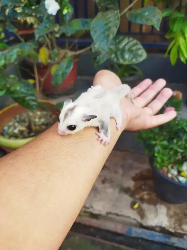 Sugar Glider platinum