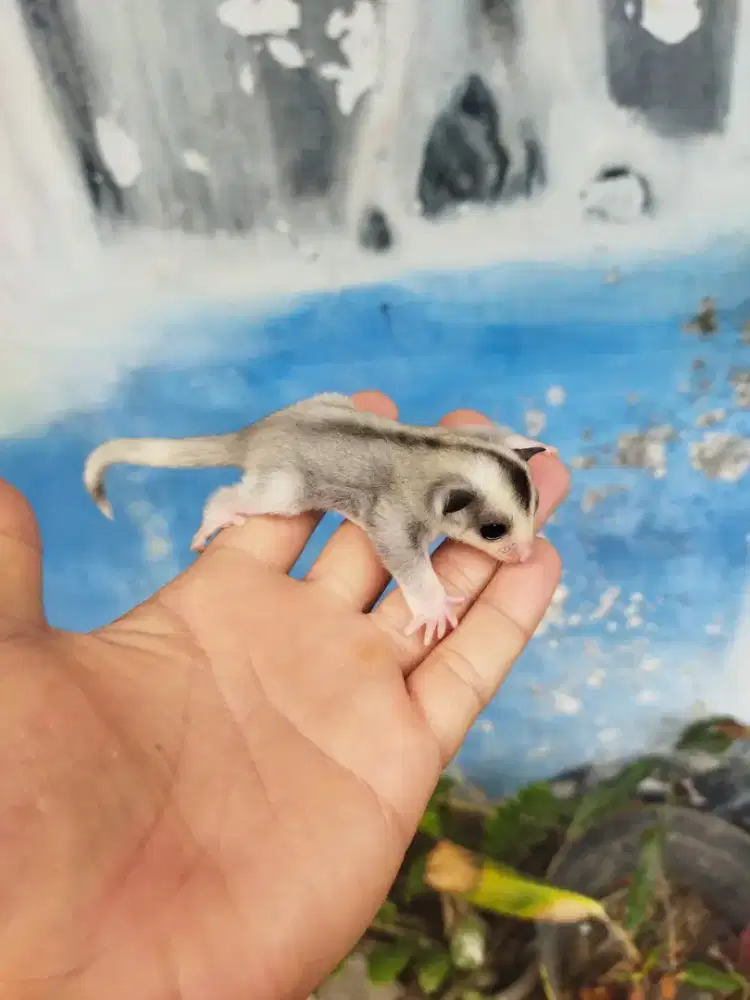Sugar Glider mozaic