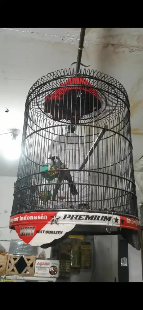 Poksay hongkong betina