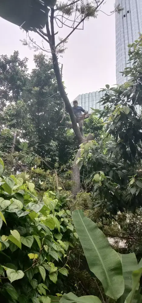 Jasa tebang pohon dan angkut samph