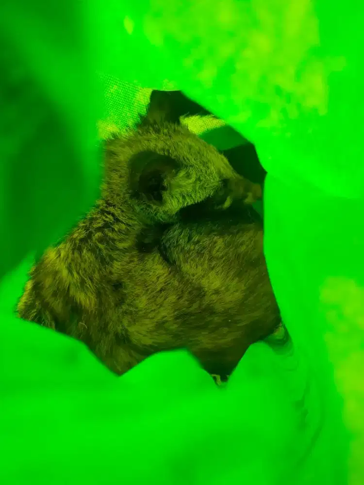 Musang pandan anak anggap semi