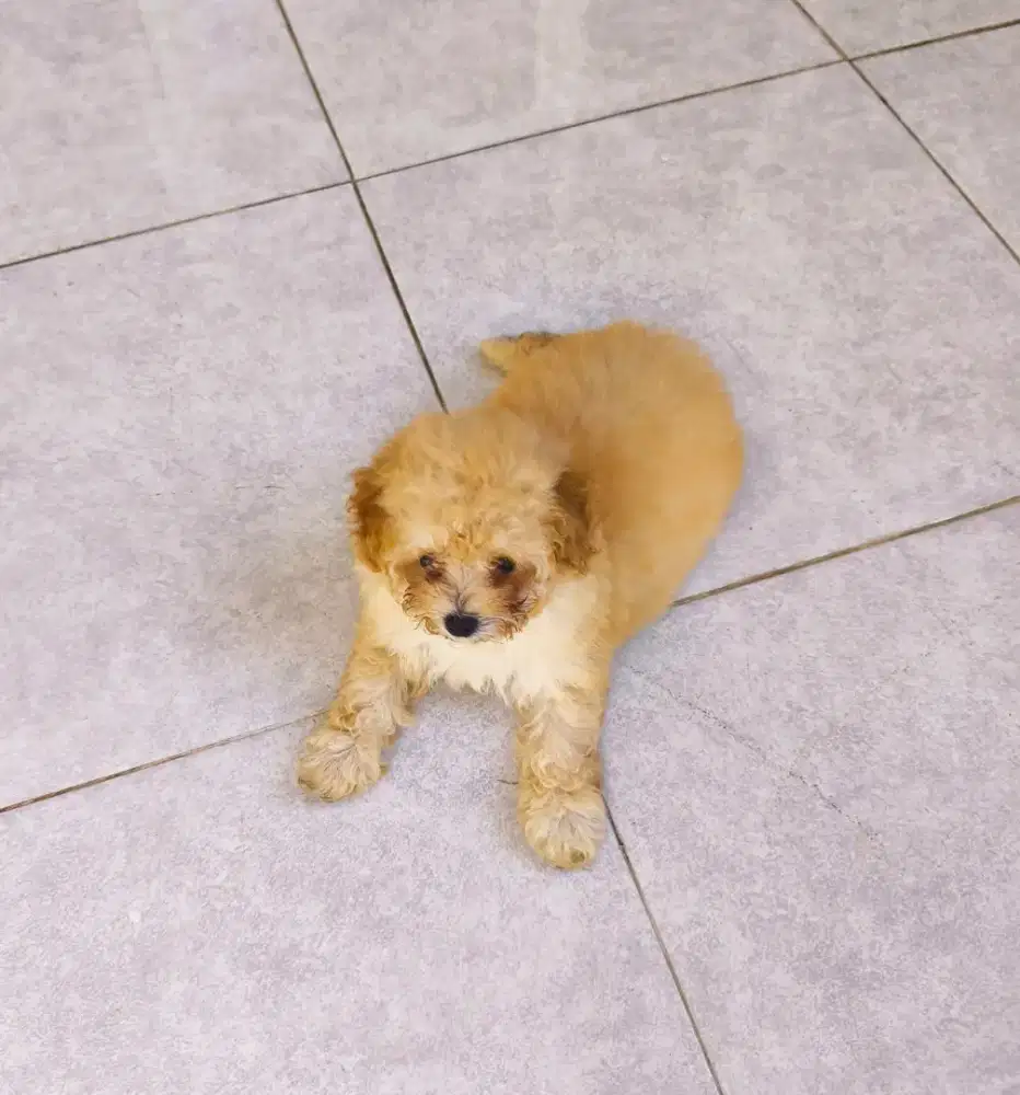 Anakan Toy poodle
