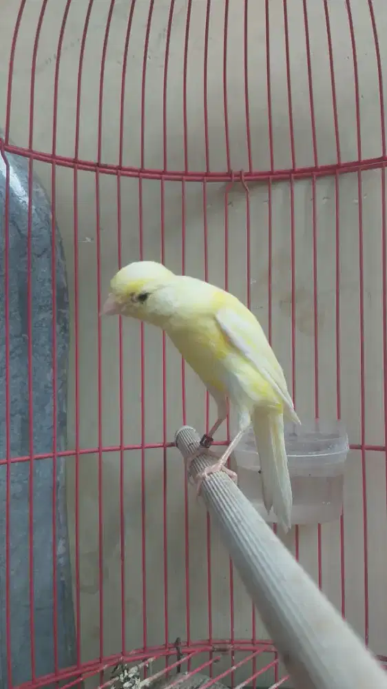 Kenari F3SF, Paud Jantan