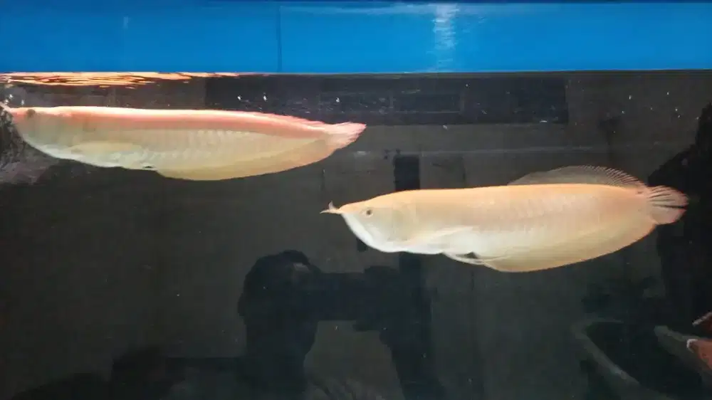 Arwana Albino 2 ekor
