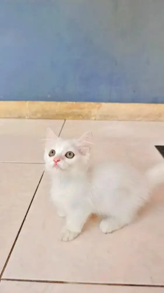 Munchkin Minuet Betina