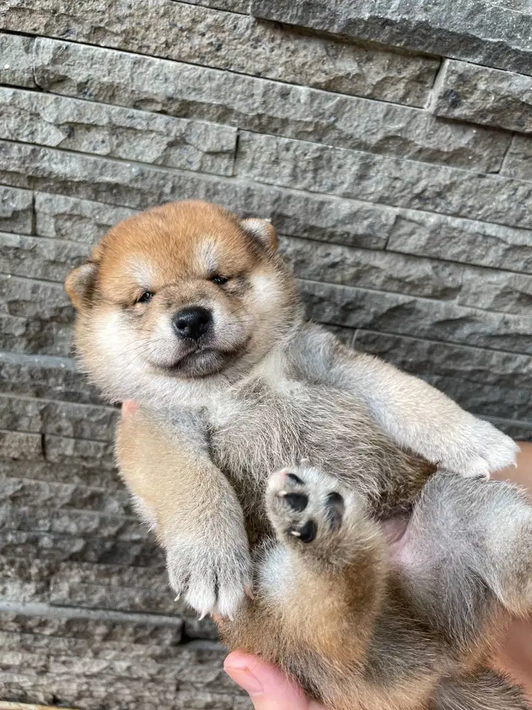 Open Book Koko Pluit Red Mame Shiba Inu Male Superior Quality BL KRJPN