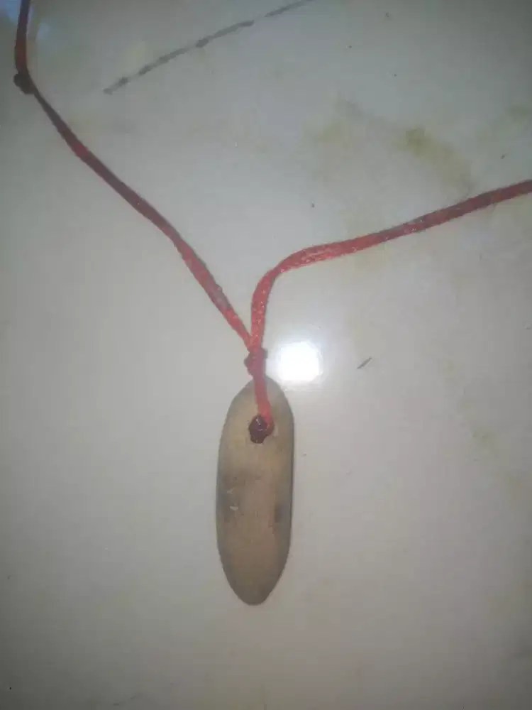 Kayu Tali Arus Putih