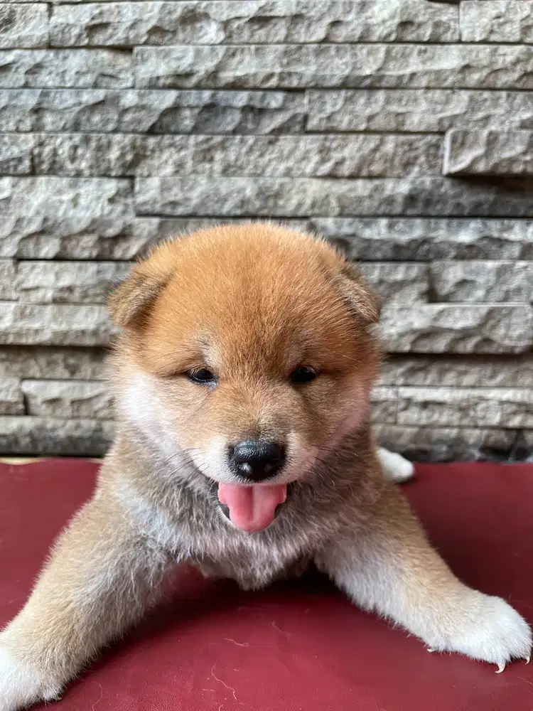 Open Book Koko Pik Red Mame Shiba Inu Male Superior Quality BL KRxJPN
