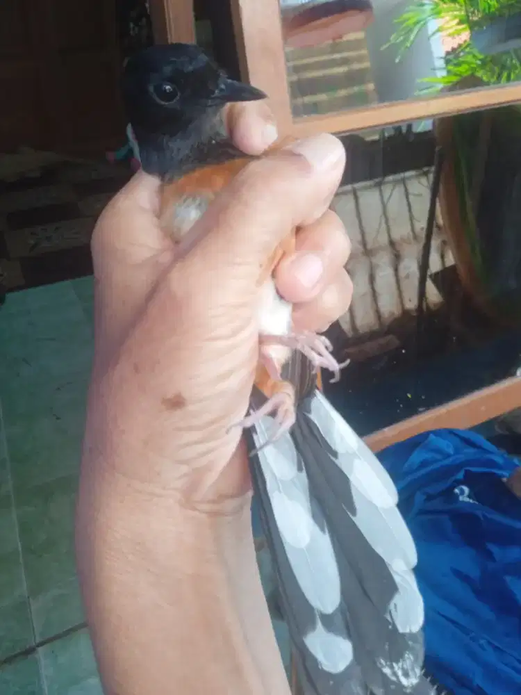 Murai Betina gacor Full set