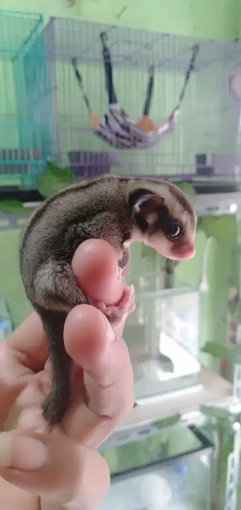 Sugar glider classic grey