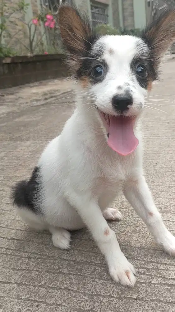 DIJUAL ANAKAN RAS KINTAMANI LABRADOR X GOLDEN MIX