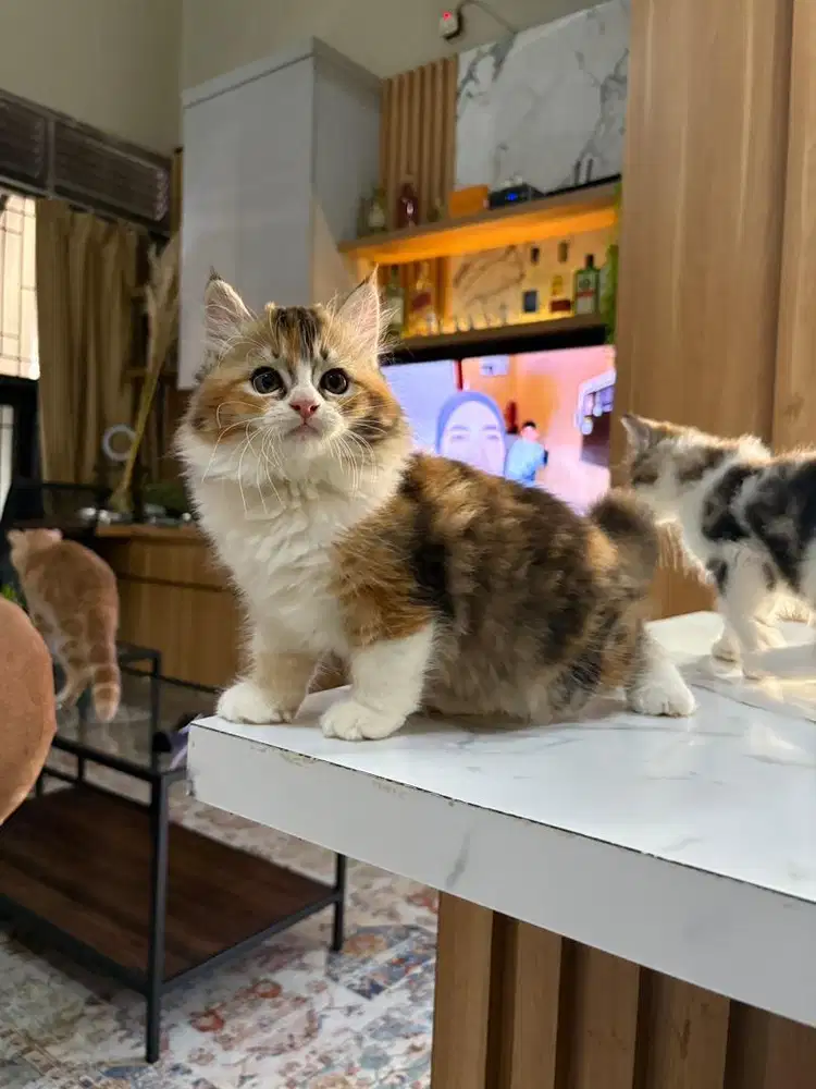 Mix mainecoon betina 2,5bln