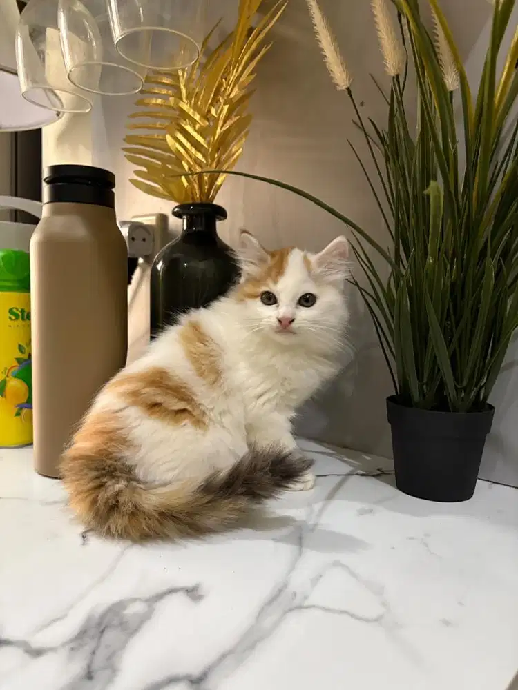 Betina 2,5bln mix mainecoon