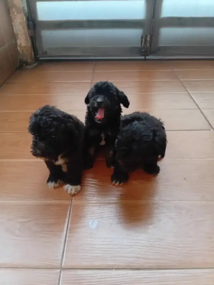 Poodle silver 3 ekr betina size kecil