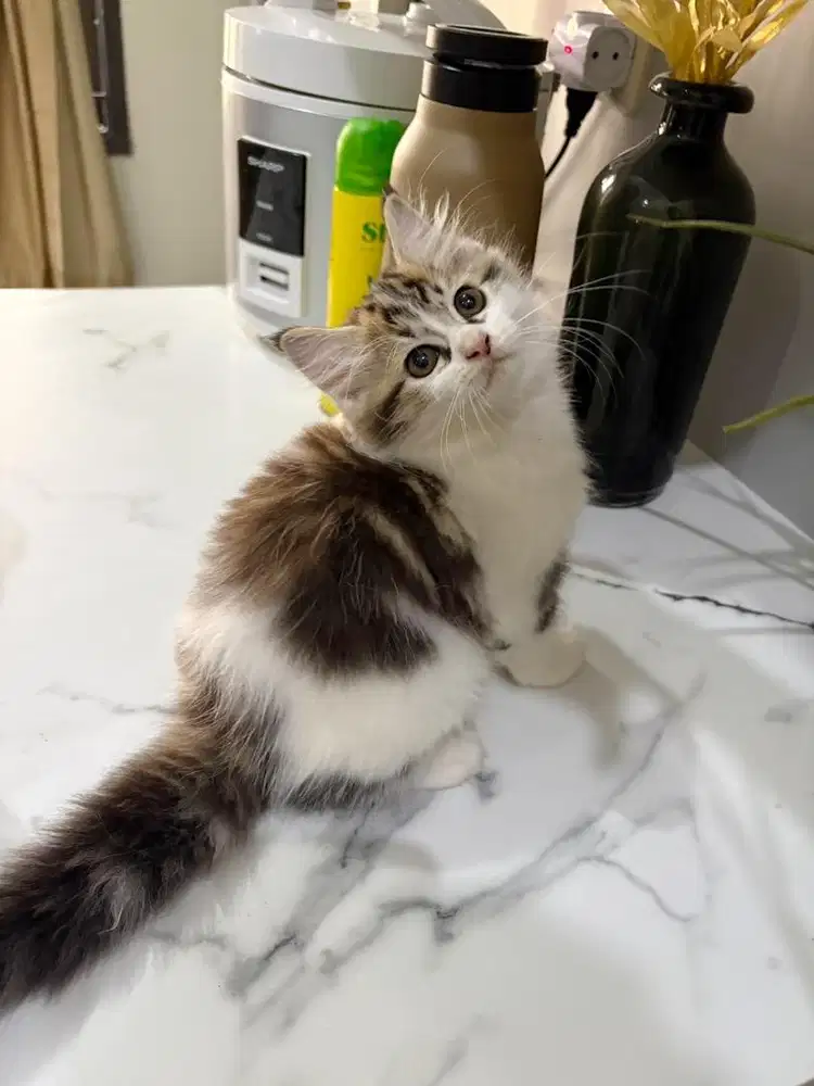 Jantan 2,5bln mix mainecoon