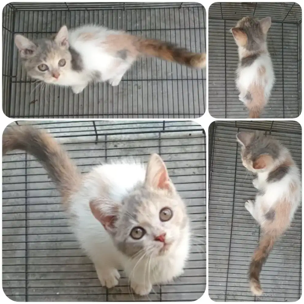 Ganti Pakan DryFood Meo Kitten Meo Kitten 1kg'