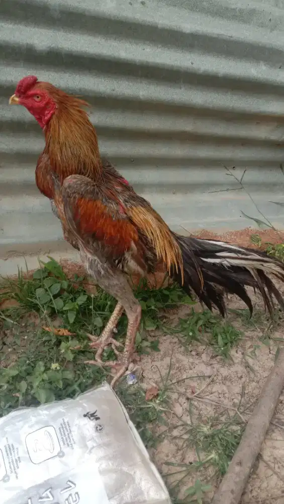 Dijual ayam siam