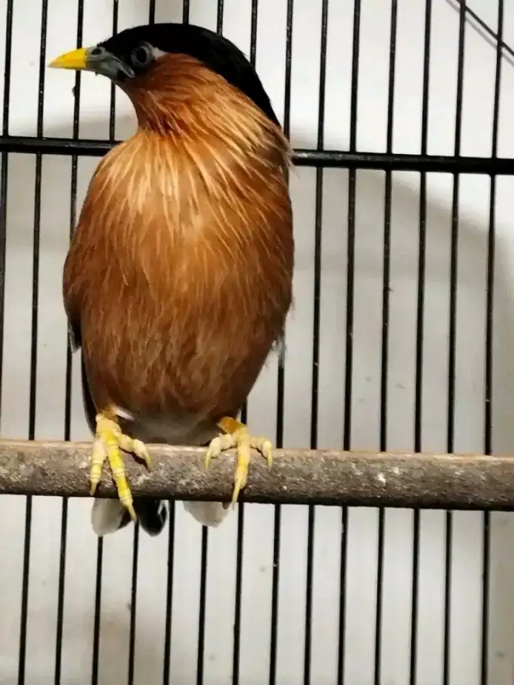 Jalak brahmana india