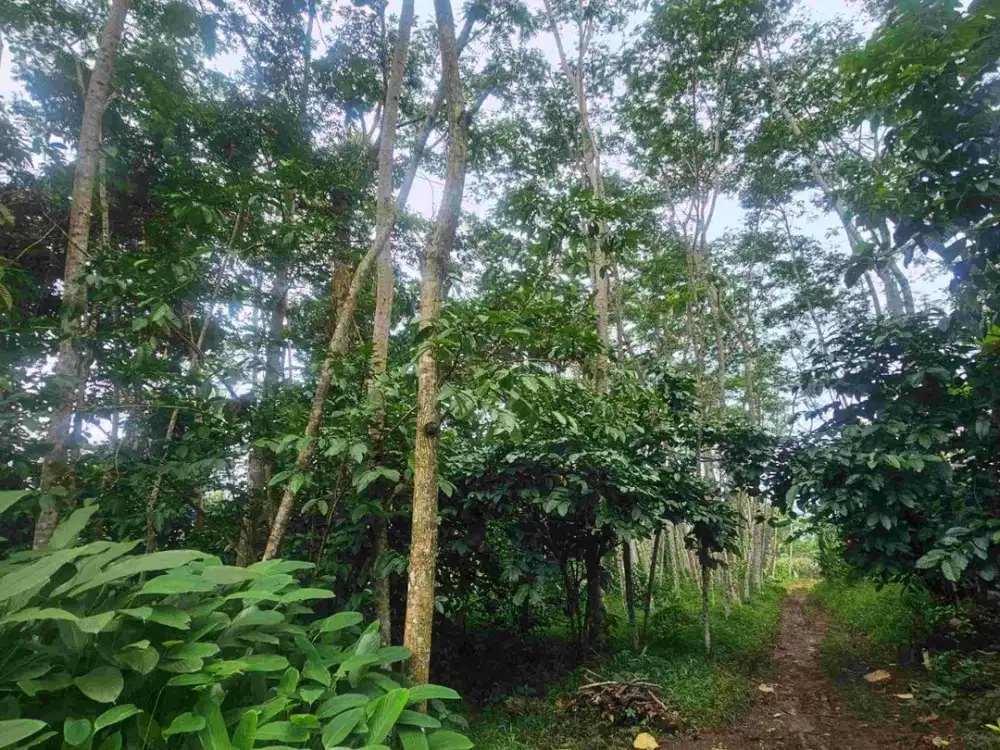 kavling 1.299m di desa Meteseh, Boja, Kendal