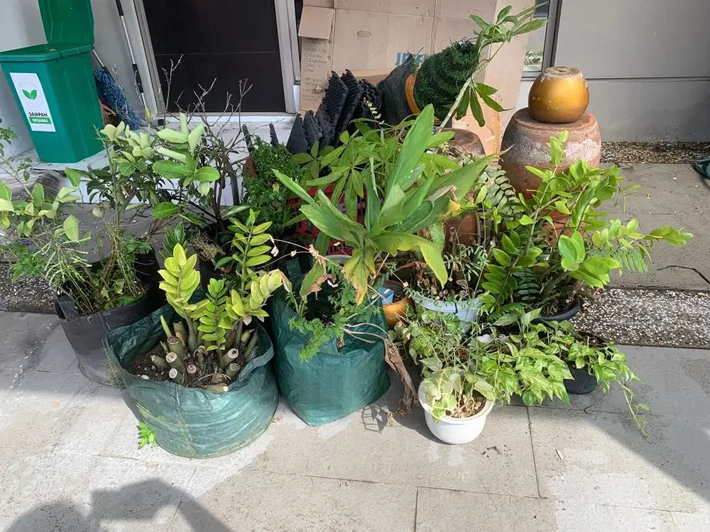 GRATIS SEMUA TANAMAN DAN BARANG YG DI FOTO