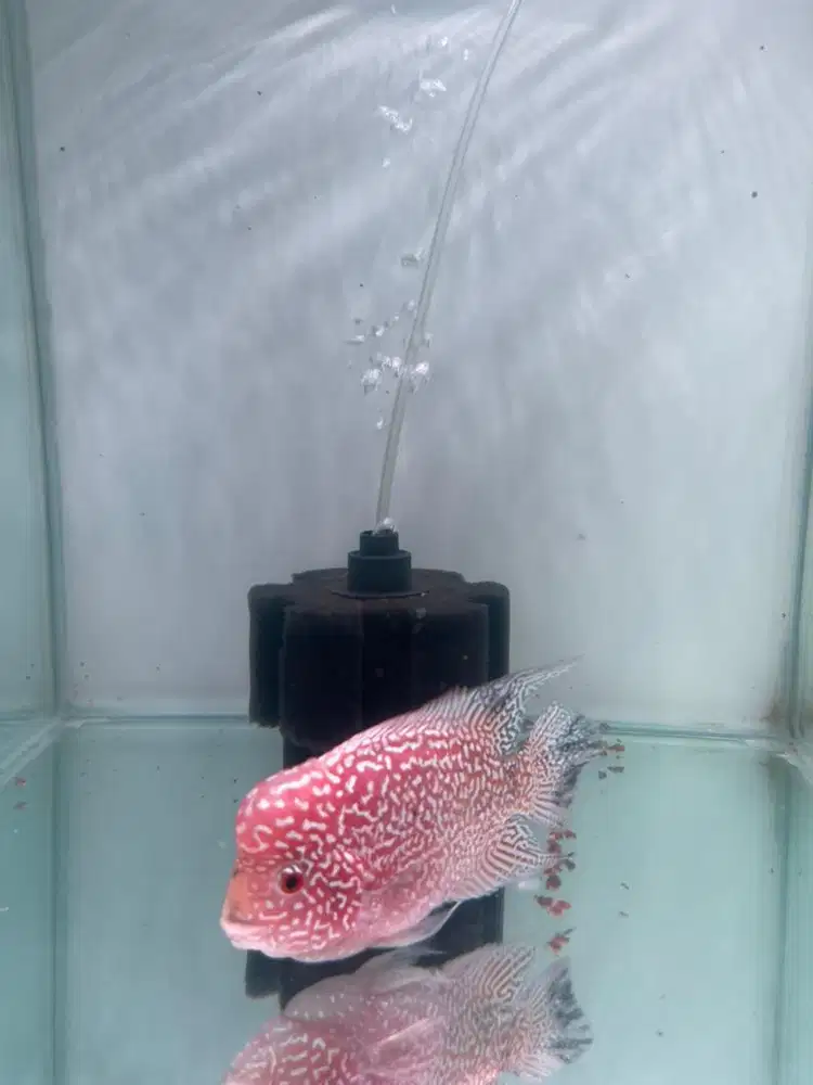 LOUHAN GB CENCU MERAH