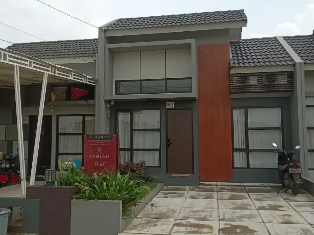 Sakura Kanzan Harvest City is Blooming!