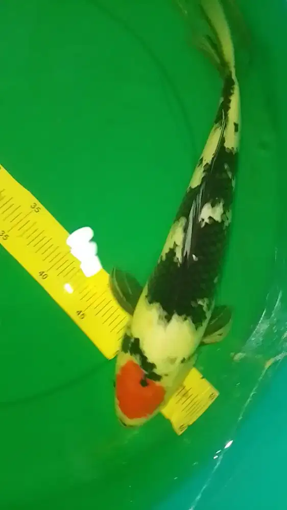Ikan koi jenis Tancho Showa 42cm male