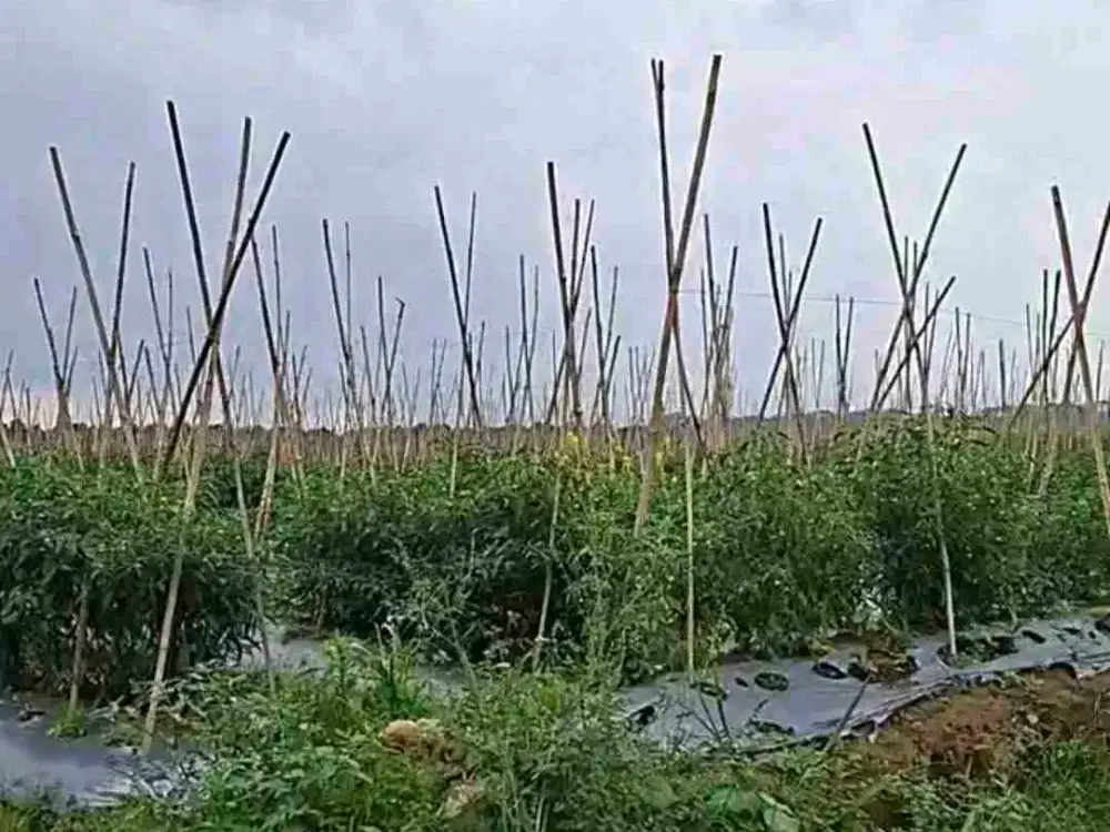 Di jual tanah sangat cocok untuk agrowisata pertanian dan perumahan.