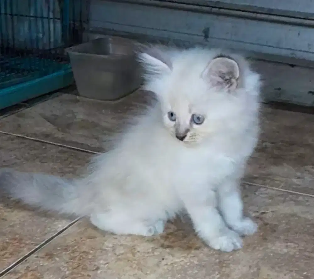 kucing NS himalaya lynx betina