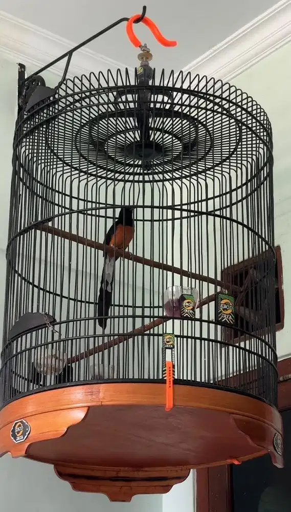 Burung Murai Batu Medan PE 22