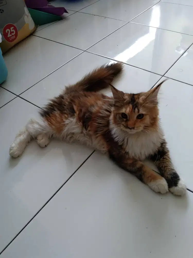 KUCING MAINECOON