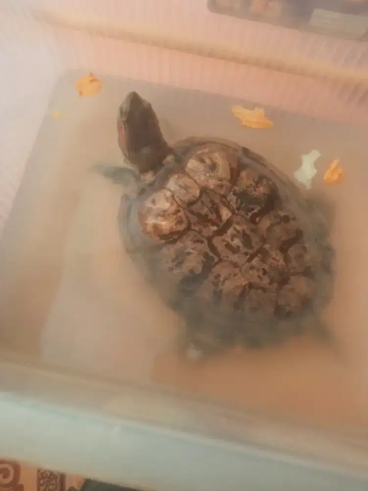 Kura kura Brazil ukuran 30 cm