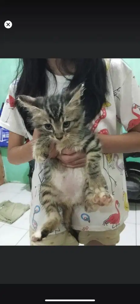 Kitten mixdome betina