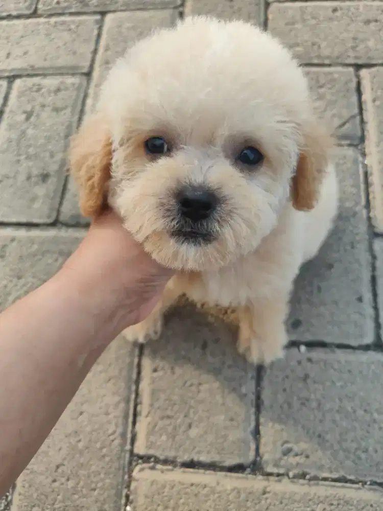 Maltipo Betina ready Murmer bisa nego