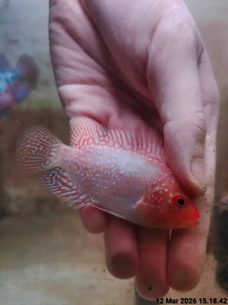 a1b ikan lohan goldenbase cencu 6cm merah full mutiara lohanul murah