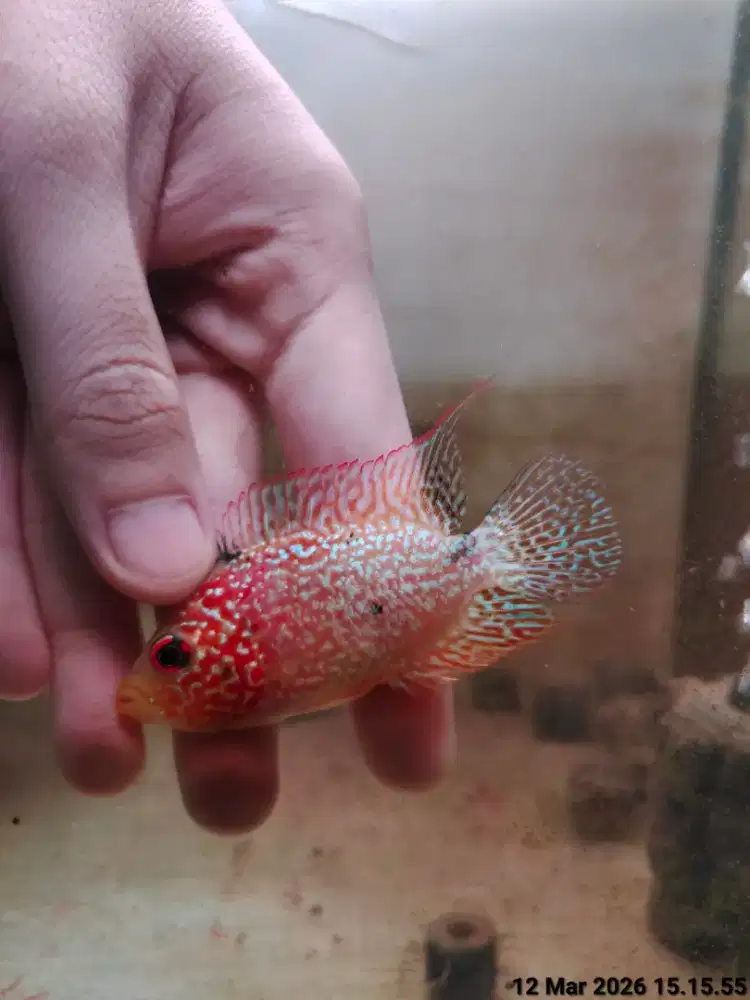 a1c ikan lohan goldenbase cencu 6cm merah full mutiara lohanul murah