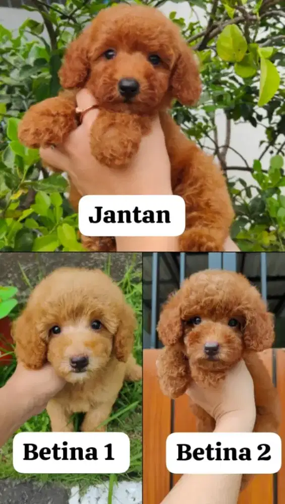 Ready poodle jantan & betina cakep