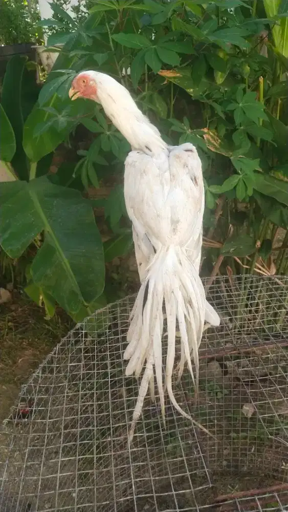 Ayam ekor lidi putih umur 6 bulan
