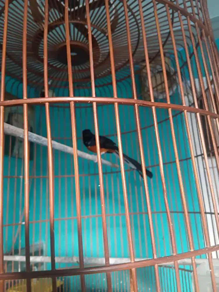 Murai batu Medan blorok