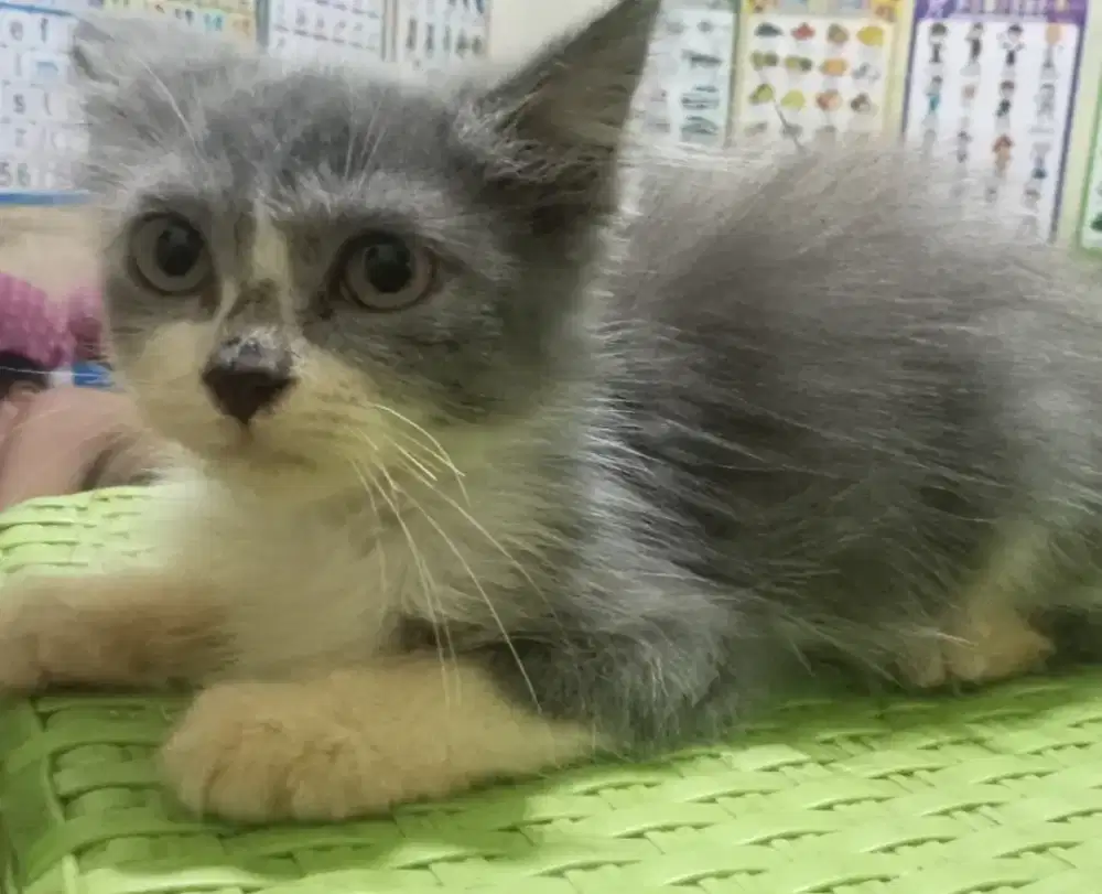 Kitten anggora.
