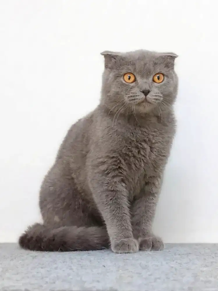 Scottish Fold Male