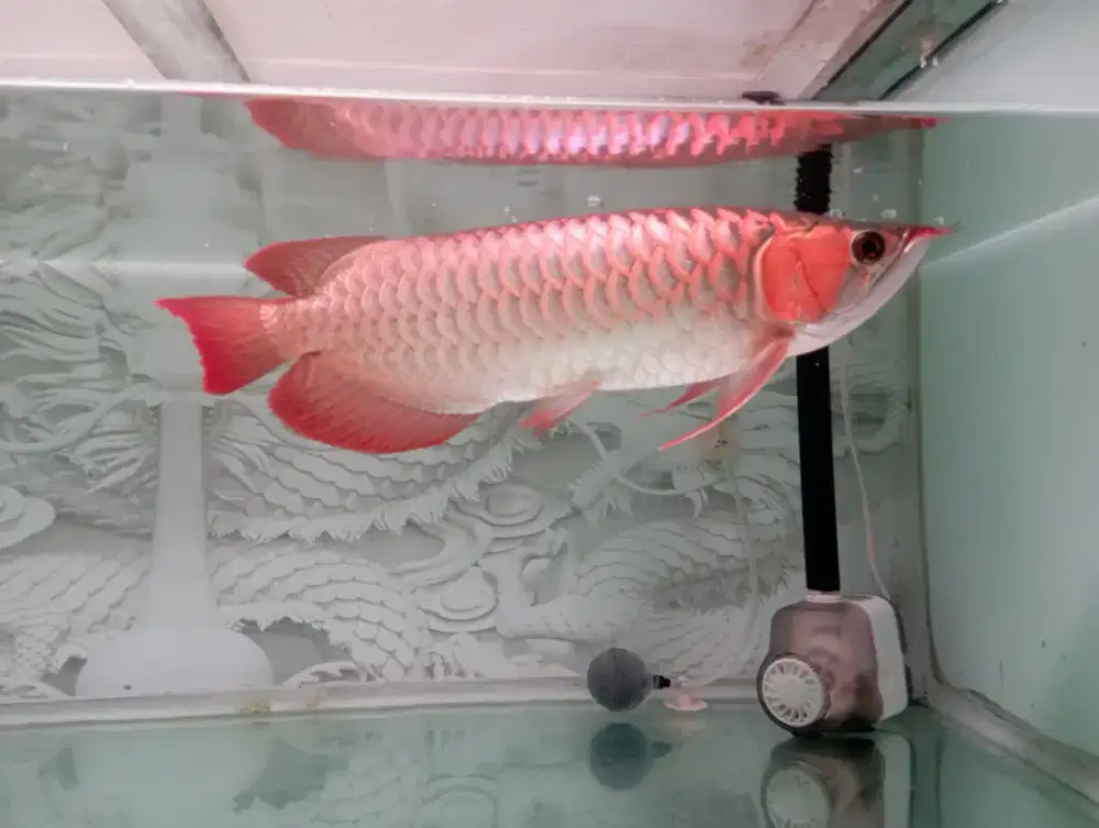 Dijual:
Ikan. Arwana Super Red
Ukuran:32-35 cm
Sertifikat+chip lengkap