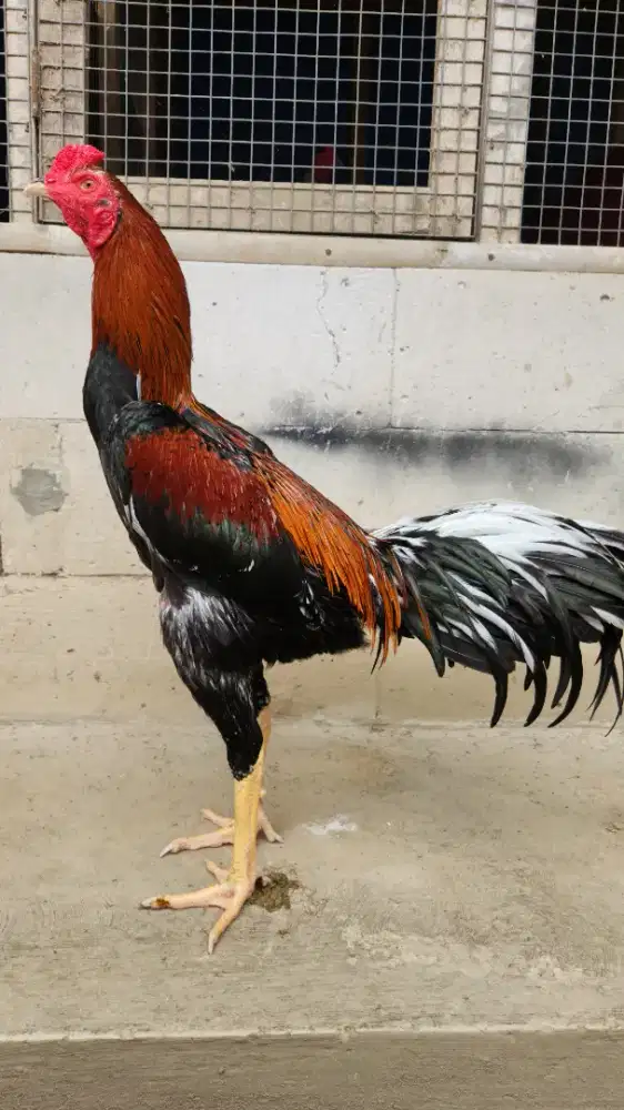 Ayam bangkok klasik x koy tehnik ngalung lok pukul keras
