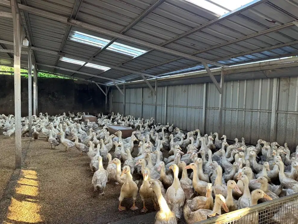 Jual bebek hibrida / peking