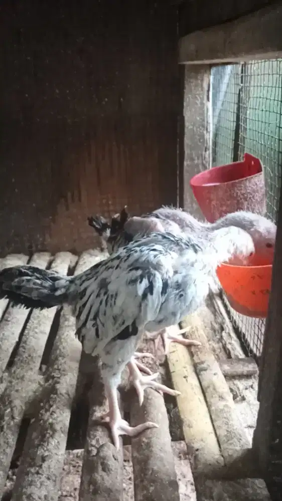 Ayam bangkok pakhoy 2 ekor