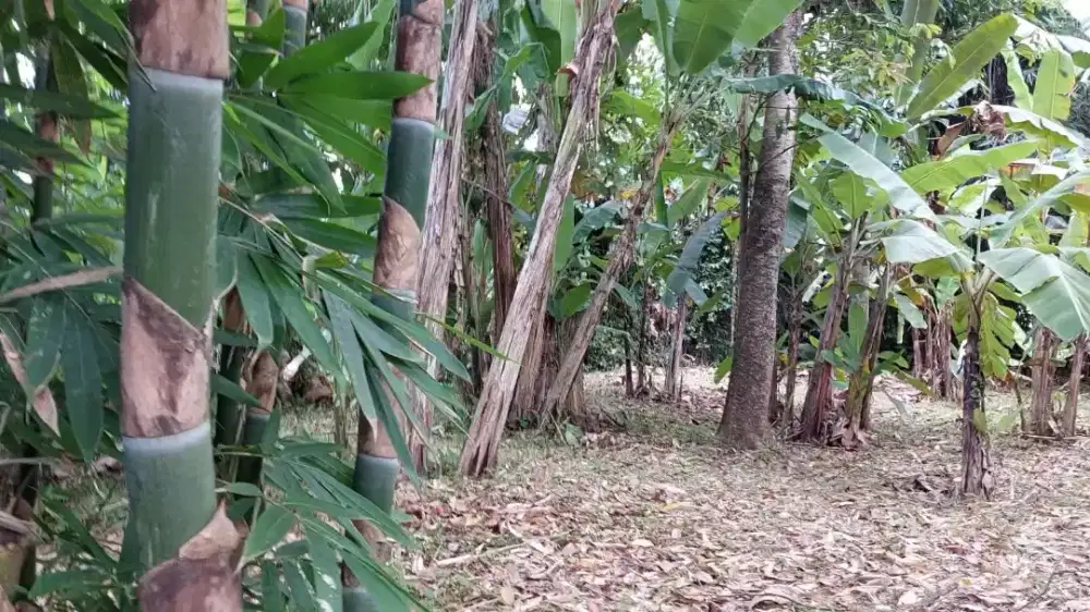 Di sewakan tanah di kediri tabanan bali banjar senapahan