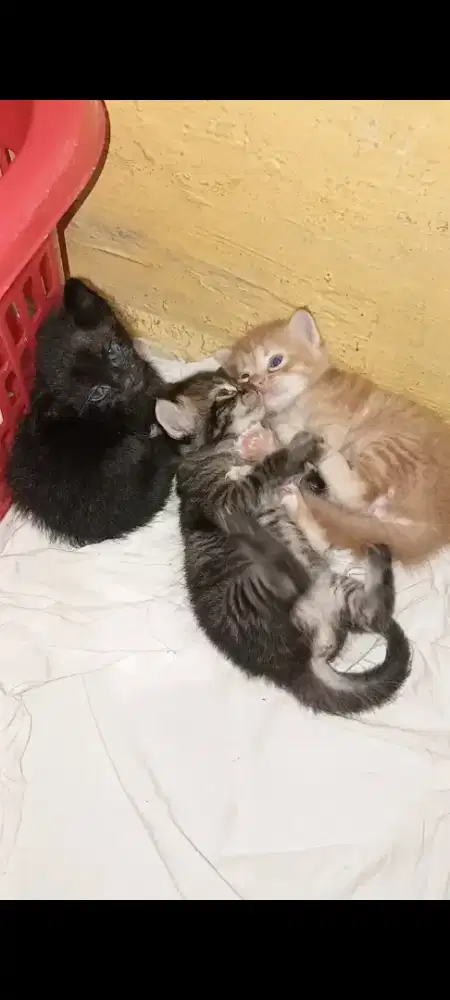 Anak kucing persia medium umur 1 bulan